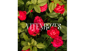 Kāpēc izvēlēties vīteņrozes?